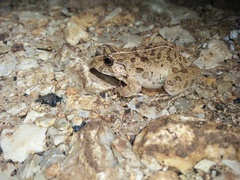 Fejervarya iskandari