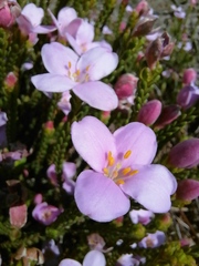 Lachnaea grandiflora