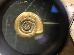 Anisus leucostoma