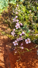 Diplopeltis huegelii