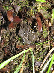 Coprinopsis stercorea