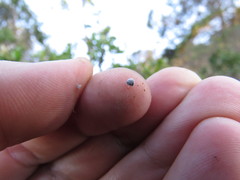 Coprinopsis stercorea