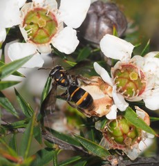 Lasioglossum peraustrale