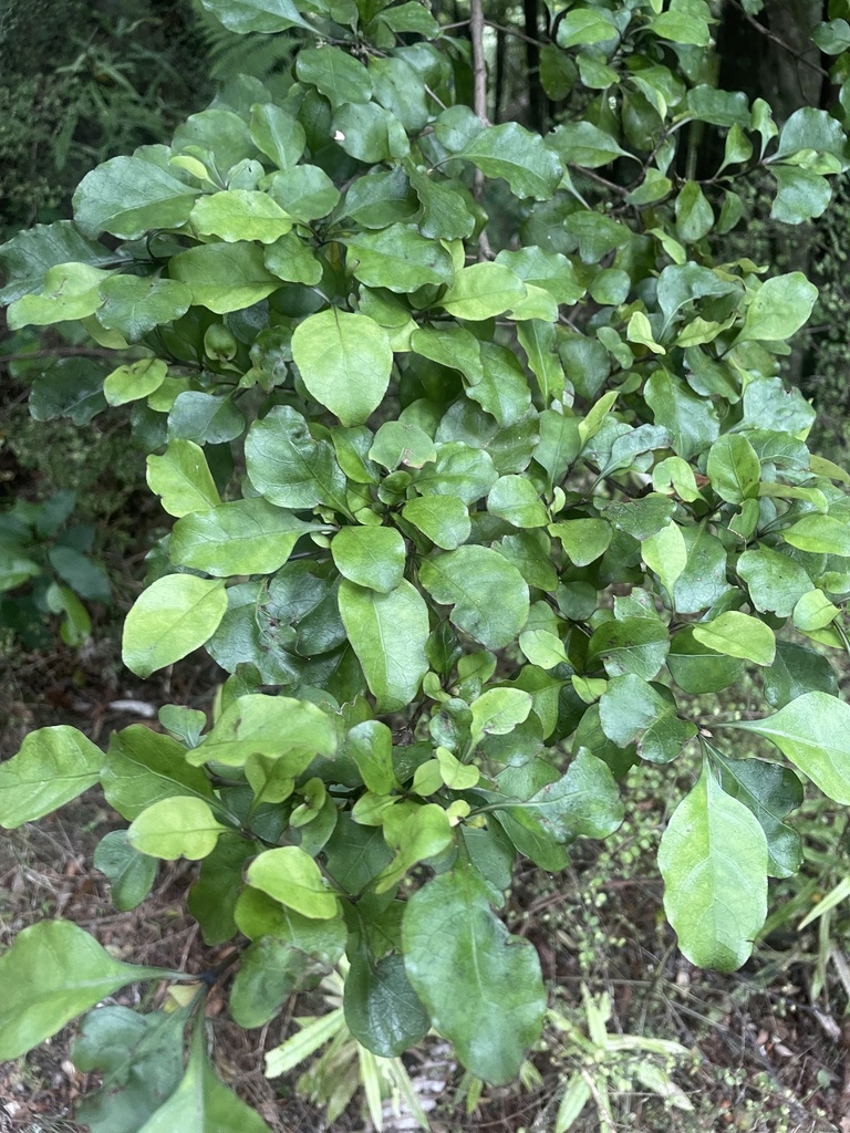 Māmāngi