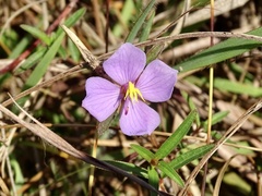 Osbeckia chinensis