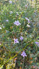 Thysanotus dichotomus