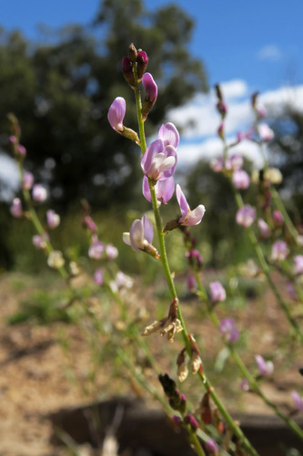 Astragalus flexuosus var. diehlii