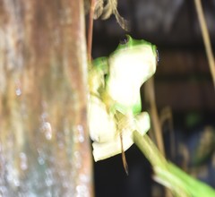 Rhacophorus malabaricus