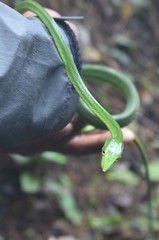 Ahaetulla farnsworthi