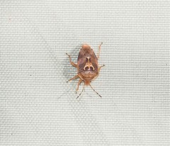 Eupolemus angularis