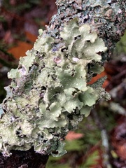 Cetrelia cetrarioides