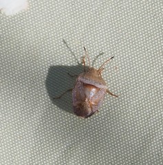 Eupolemus tasmanicus