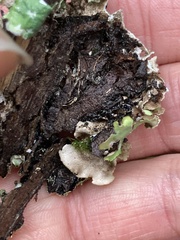 Cetrelia cetrarioides