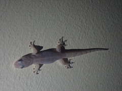 Gehyra australis