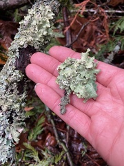 Cetrelia cetrarioides