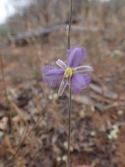 Thysanotus baueri