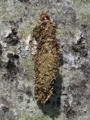 Dahlica triquetrella