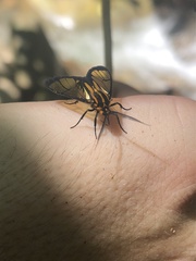 Paraethria flavosignata