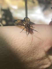 Paraethria flavosignata