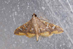 Prophantis adusta
