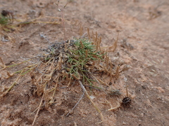 Eragrostis dielsii