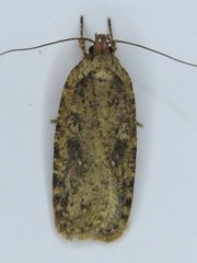 Agonopterix argillacea