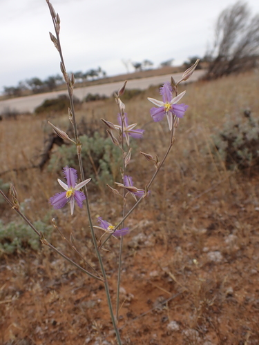 Image of Thysanotus baueri by (c) Nina Kerr, some rights reserved (CC BY)