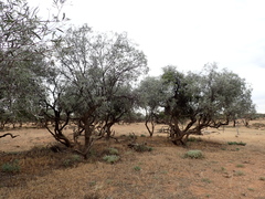 Alectryon oleifolius