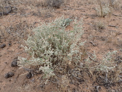Chenopodium desertorum
