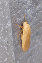 Manulea fuscodorsalis