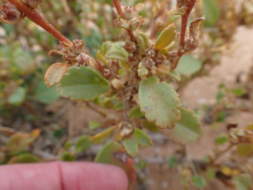 Image of Lawrencia glomerata by (c) Nina Kerr, some rights reserved (CC BY)