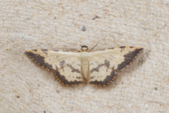 Idaea phaeocrossa