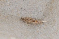 Metharmostis multilineata