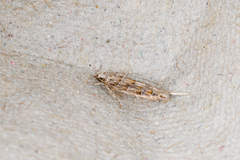 Metharmostis multilineata