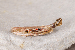 Pseudodavara haemaphoralis