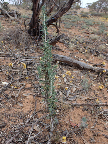 Image of Maireana pentatropis by (c) Nina Kerr, some rights reserved (CC BY)