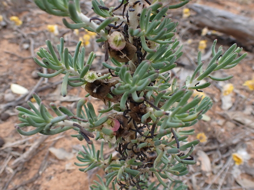 Image of Maireana pentatropis by (c) Nina Kerr, some rights reserved (CC BY)