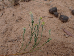 Pimelea trichostachya