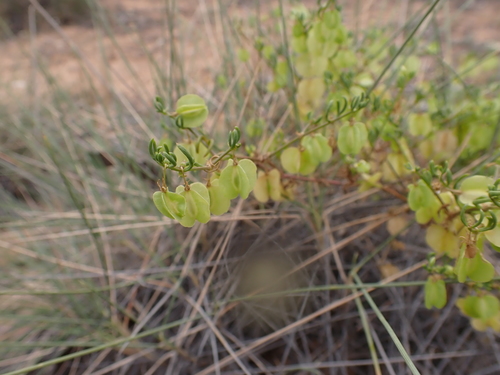 Roepera eremaea (Roepera eremaea)
