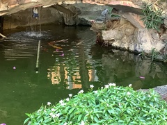 Cyprinus rubrofuscus