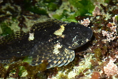 Clinocottus recalvus