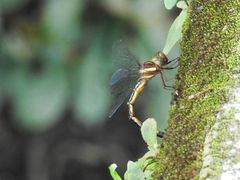 Periaeschna nocturnalis