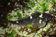 Clinocottus recalvus