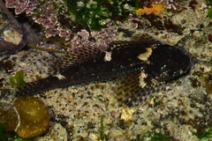 Clinocottus recalvus