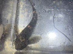 Clinocottus recalvus
