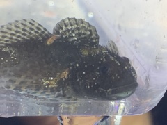 Clinocottus recalvus
