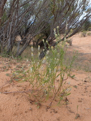 Pimelea trichostachya