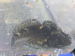 Clinocottus recalvus