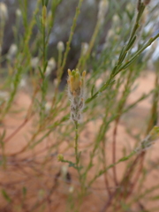 Pimelea trichostachya