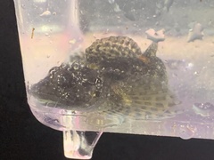 Clinocottus recalvus